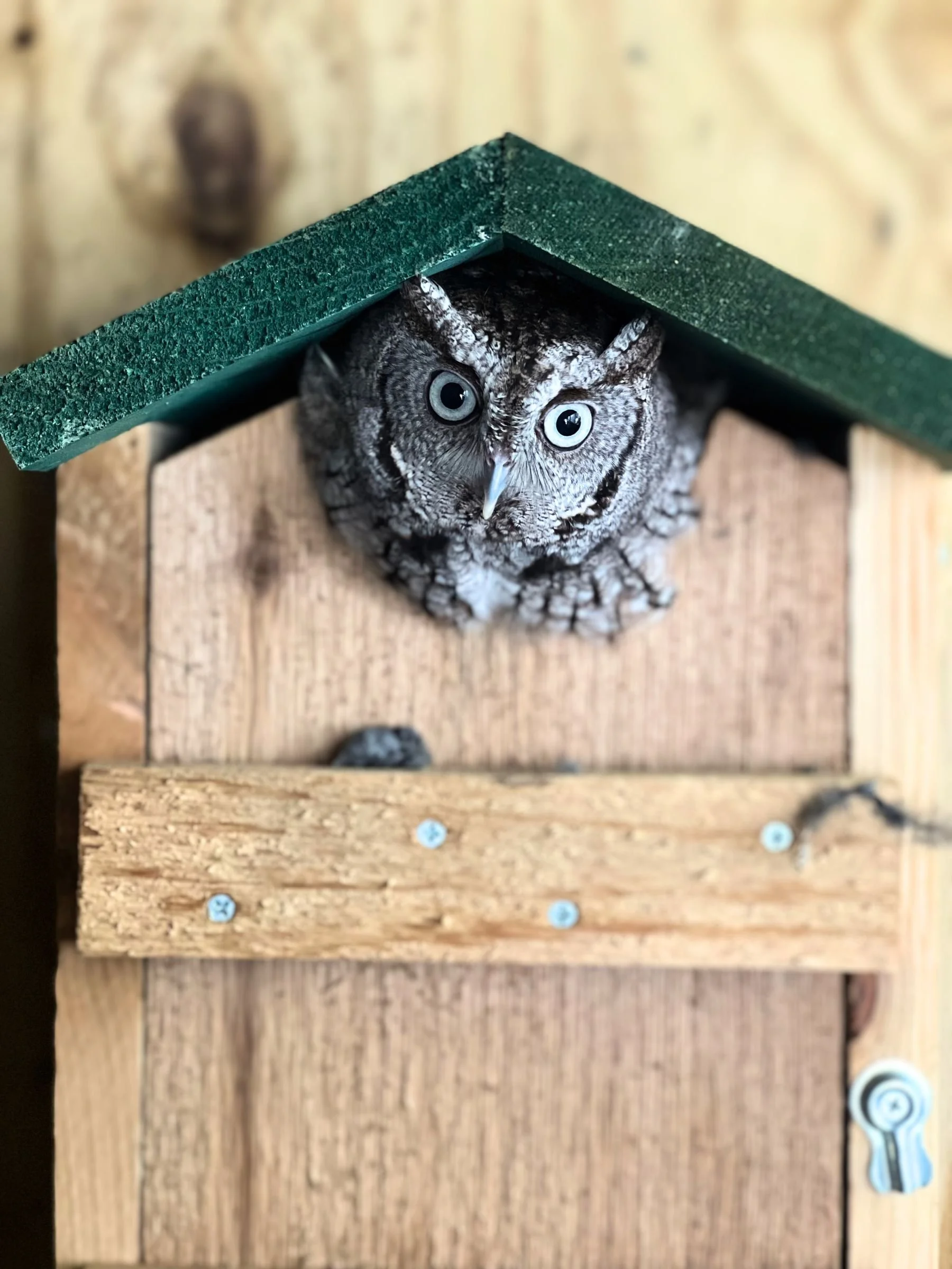 Release-an-Owl Sponsorship Program — Pelican Harbor Seabird Station